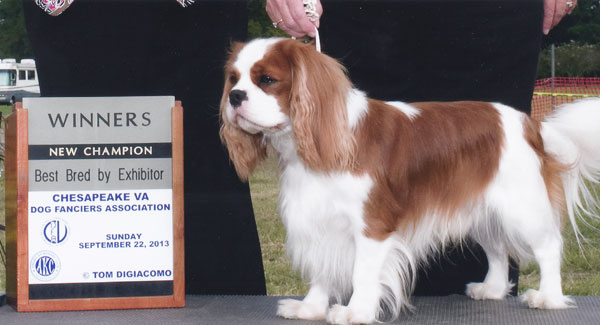 Smooch is WD and earns title of Champion under Ms. Kathy Sawyer, Chesapeake, Virginia