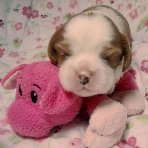 Girl puppy