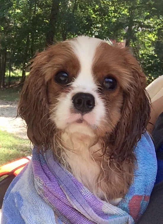 Happy drying off after her swim therapy