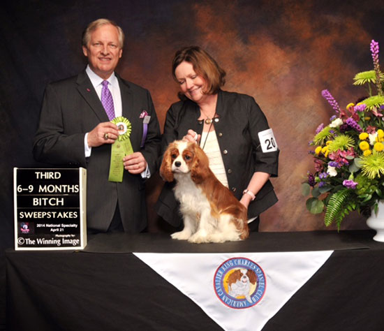 Hayley places in a large puppy sweeps class at the 2014 ACKCSC National under distinguished judge, Mr. David Frei